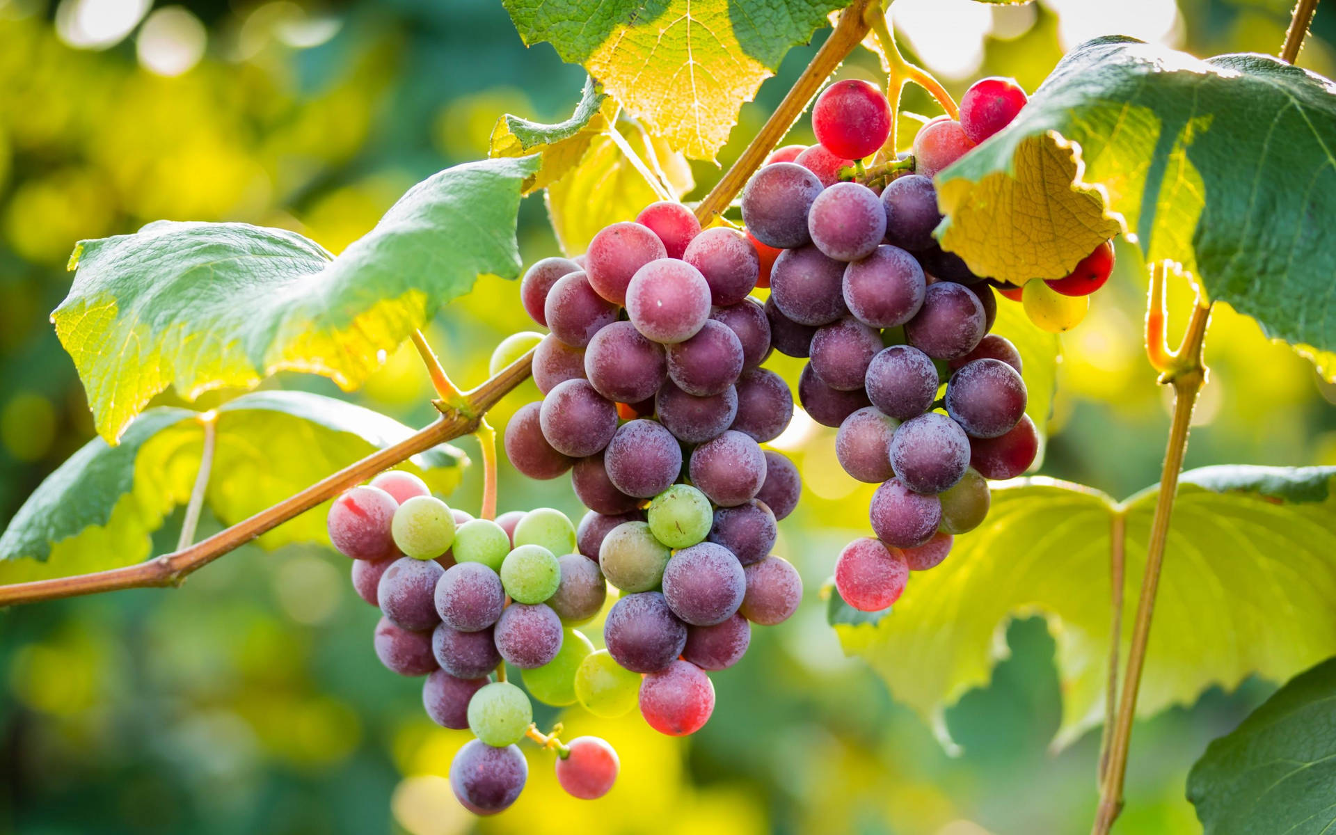 Flame Seedless Red Grapes