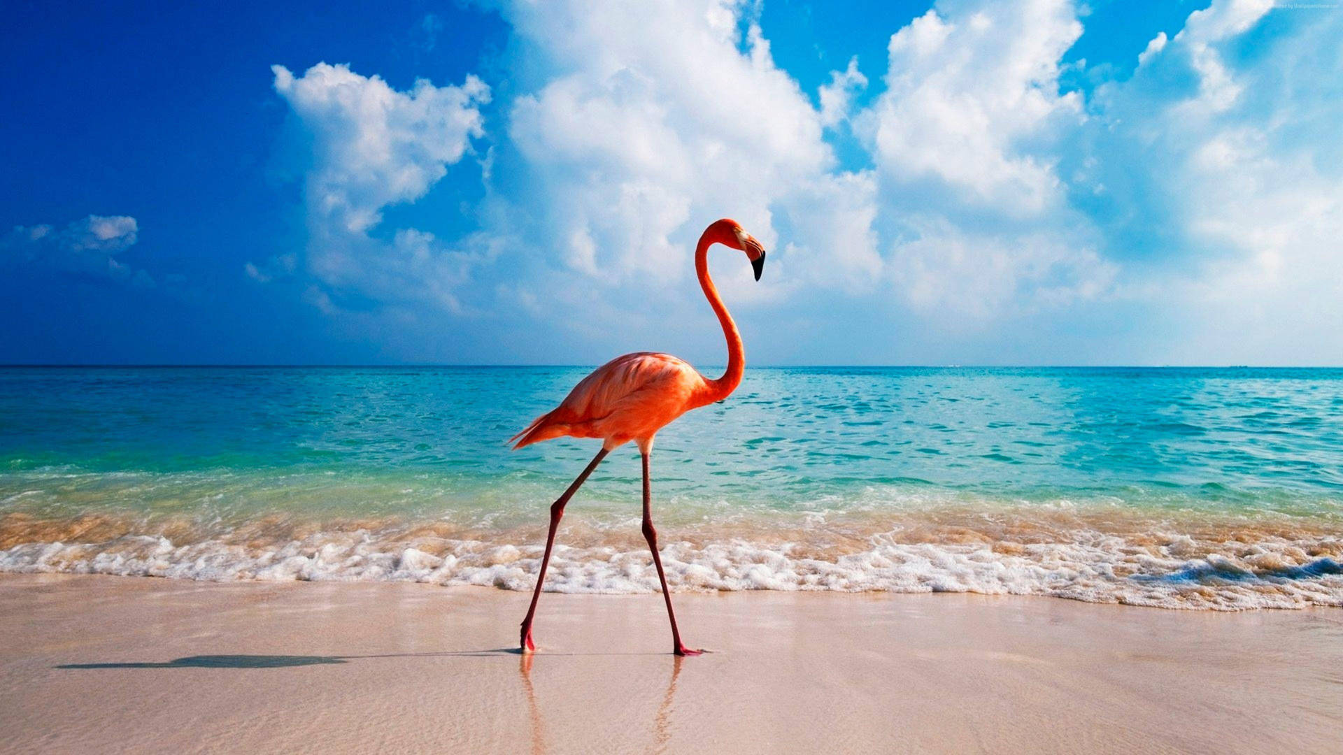 Flamingo At Aruba Beach Background