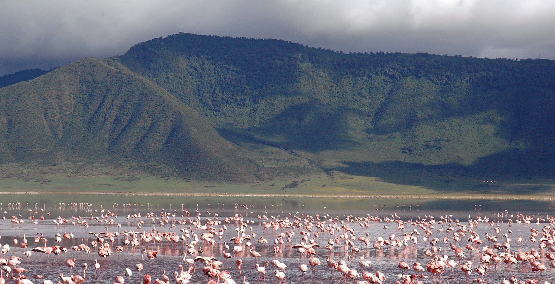Flamingo At Lake Magadi, Ngorongoro Crater Background