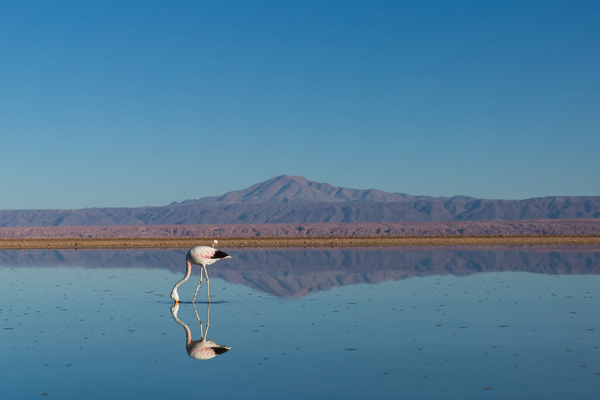 Flamingo Birds Drinking Water Background