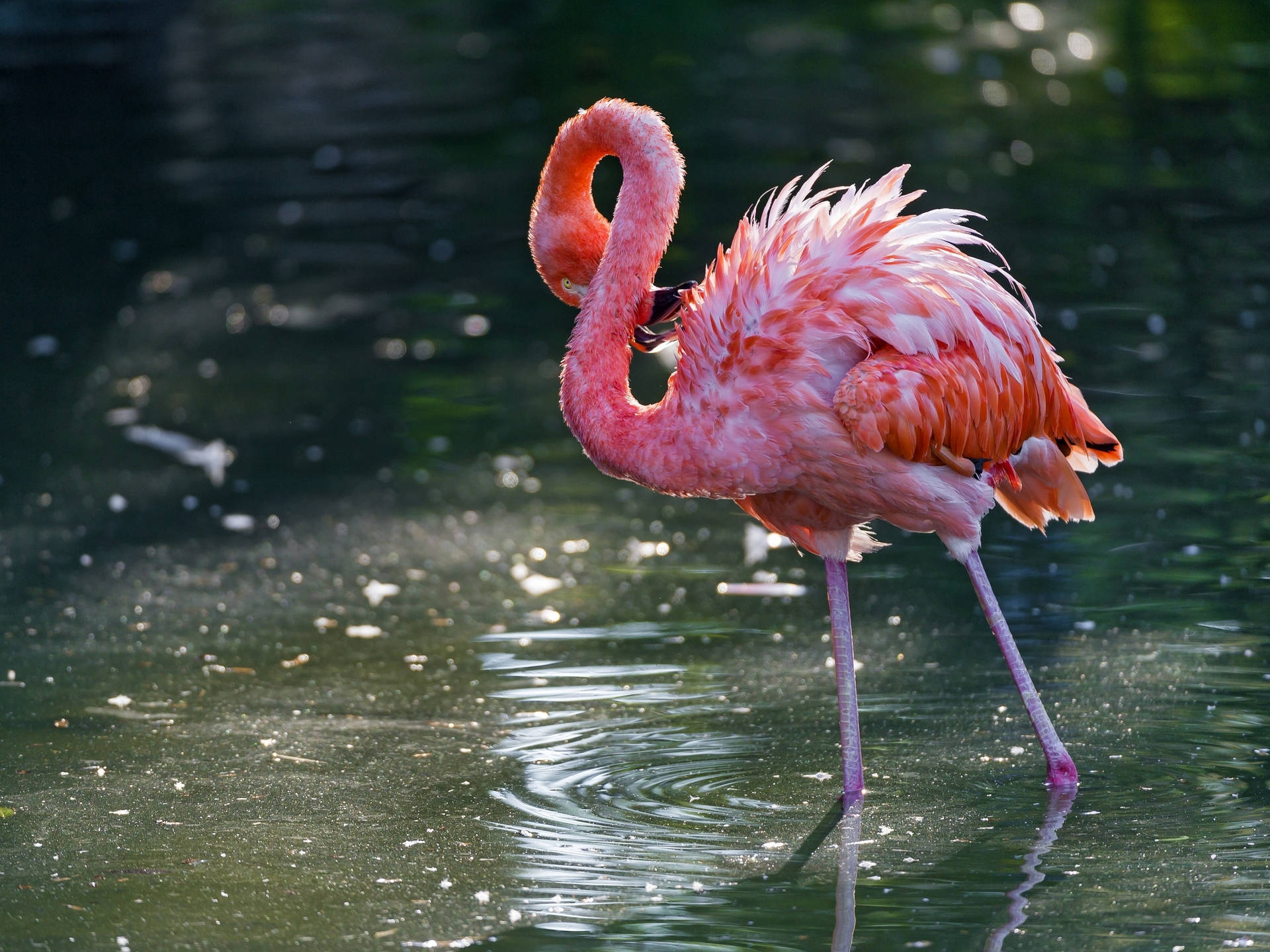 Flamingo Cleaning Its Feathers Background