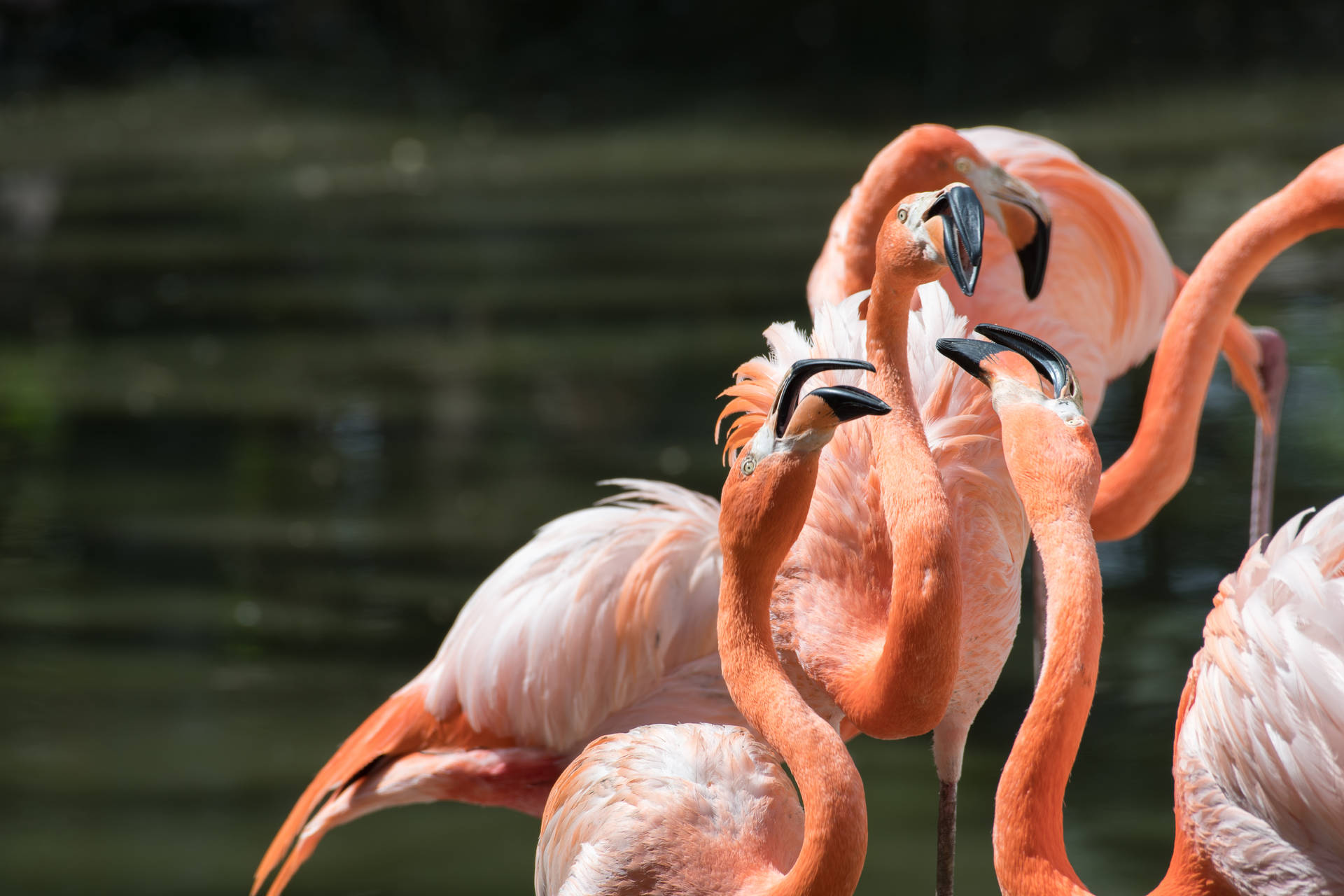 Flamingo Flock Awesome Animal Background