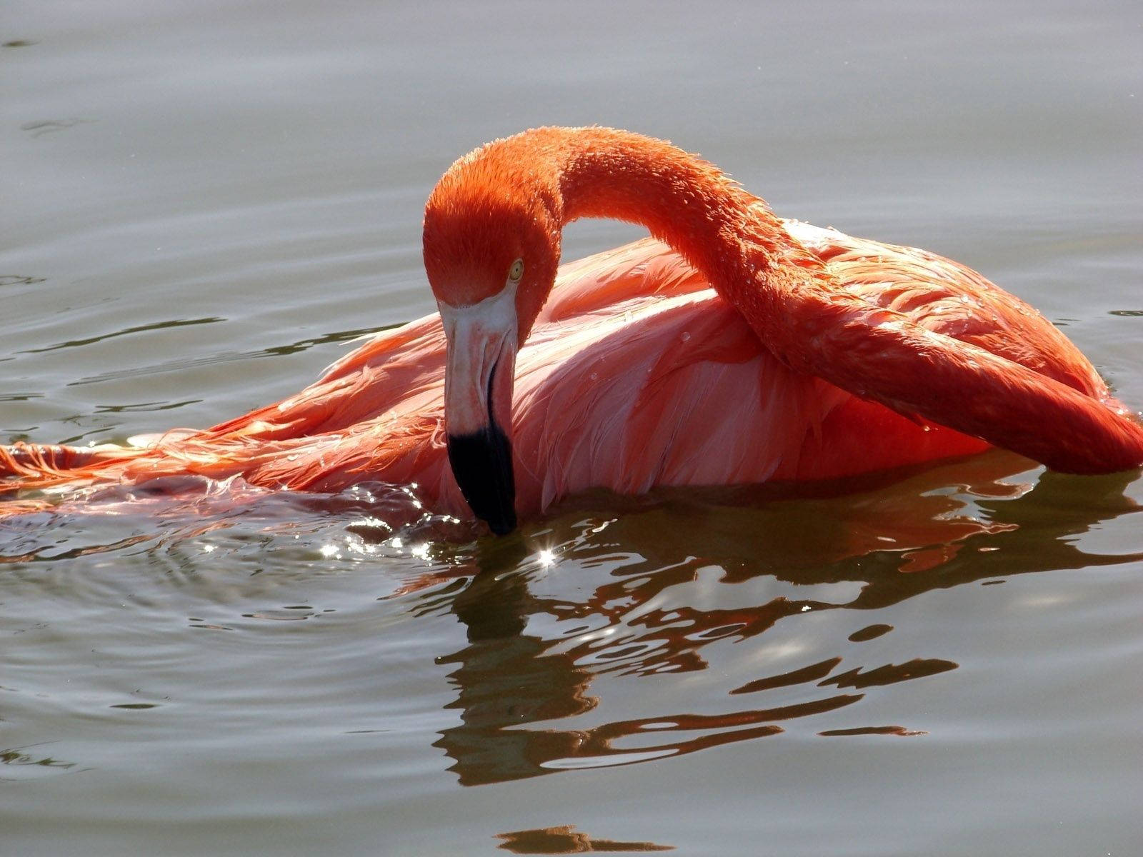 Flamingo Head Bent In Water Background