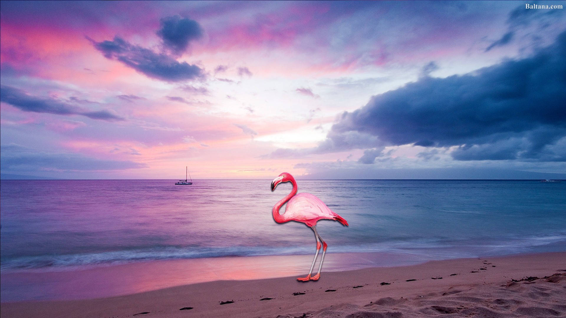 Flamingo In Pink And Purple Beach Sunset Background