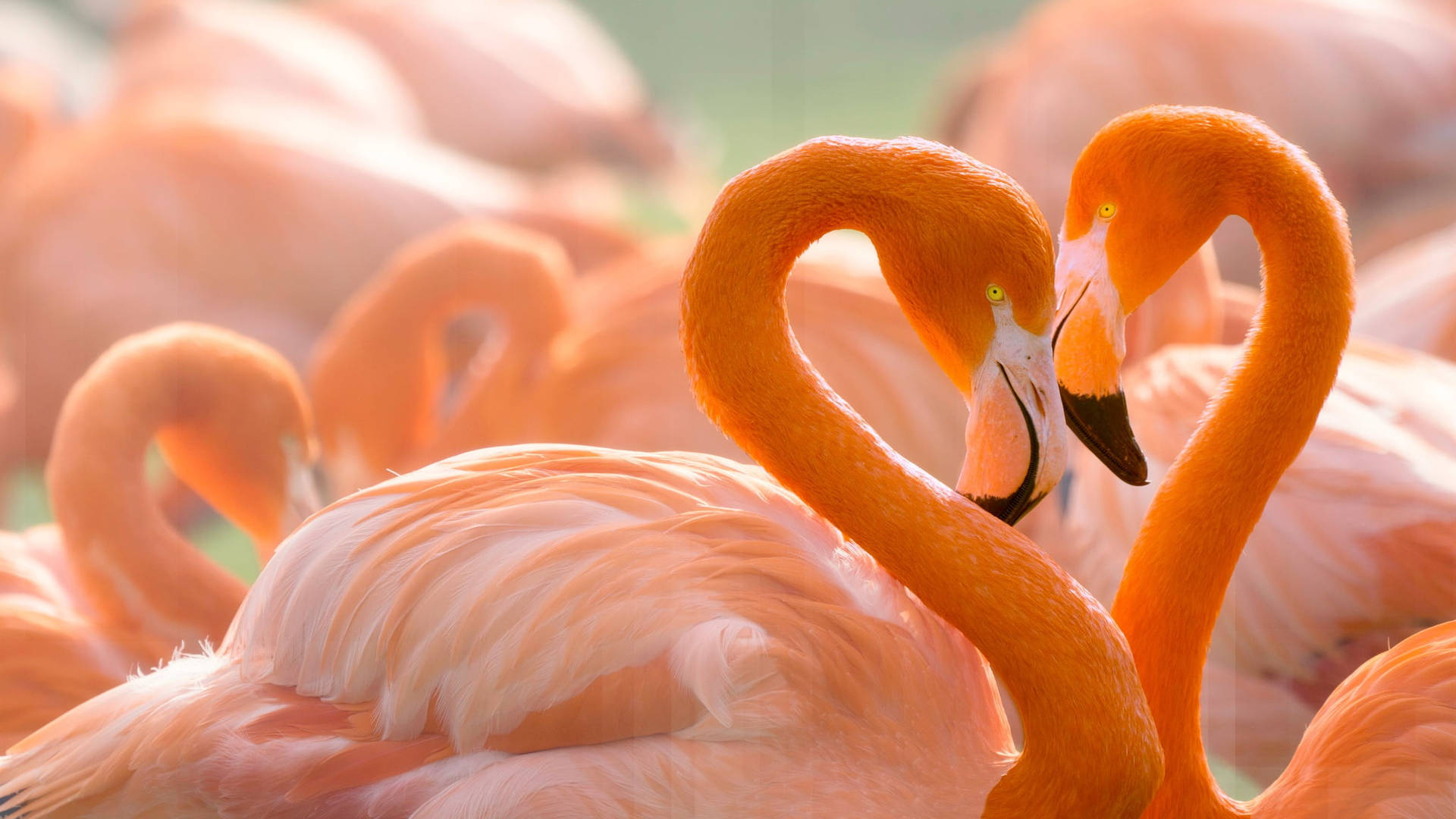 Flamingo Love Birds Heart Background
