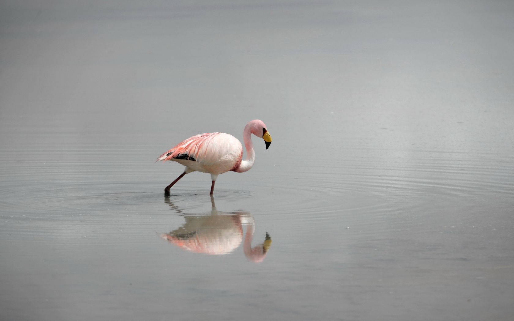 Flamingo Wading In Clear Waters