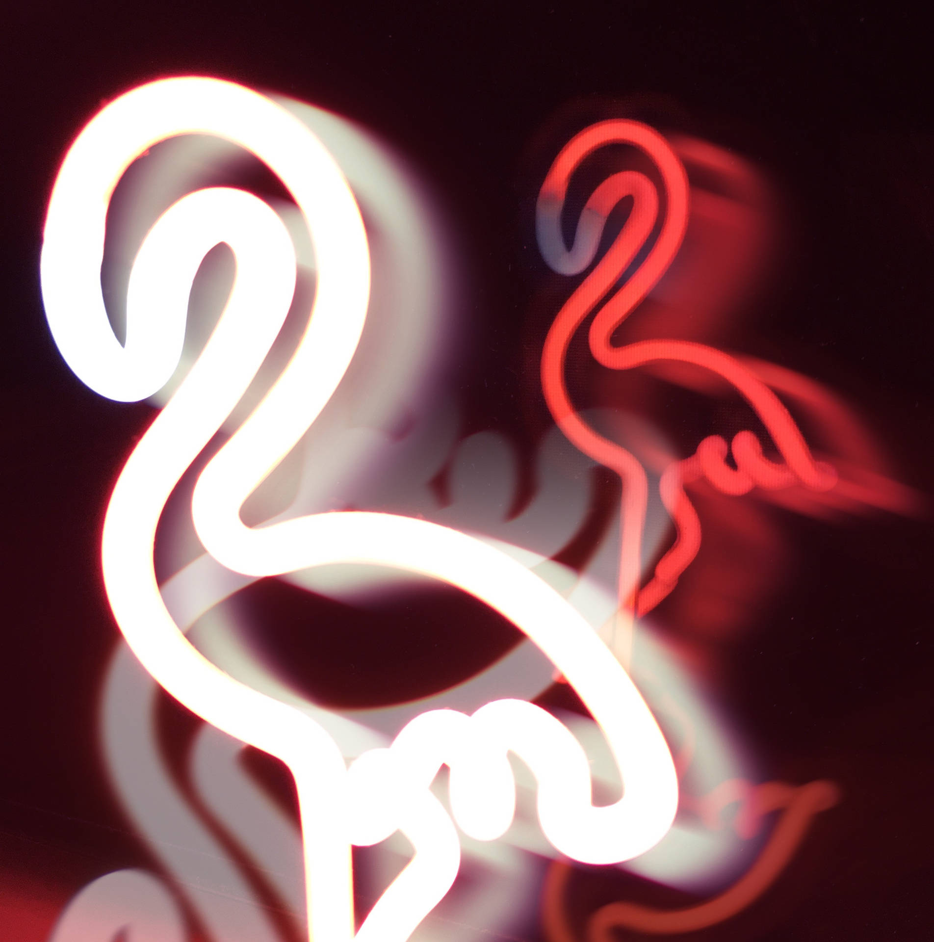 Flamingo White Neon Aesthetic Background