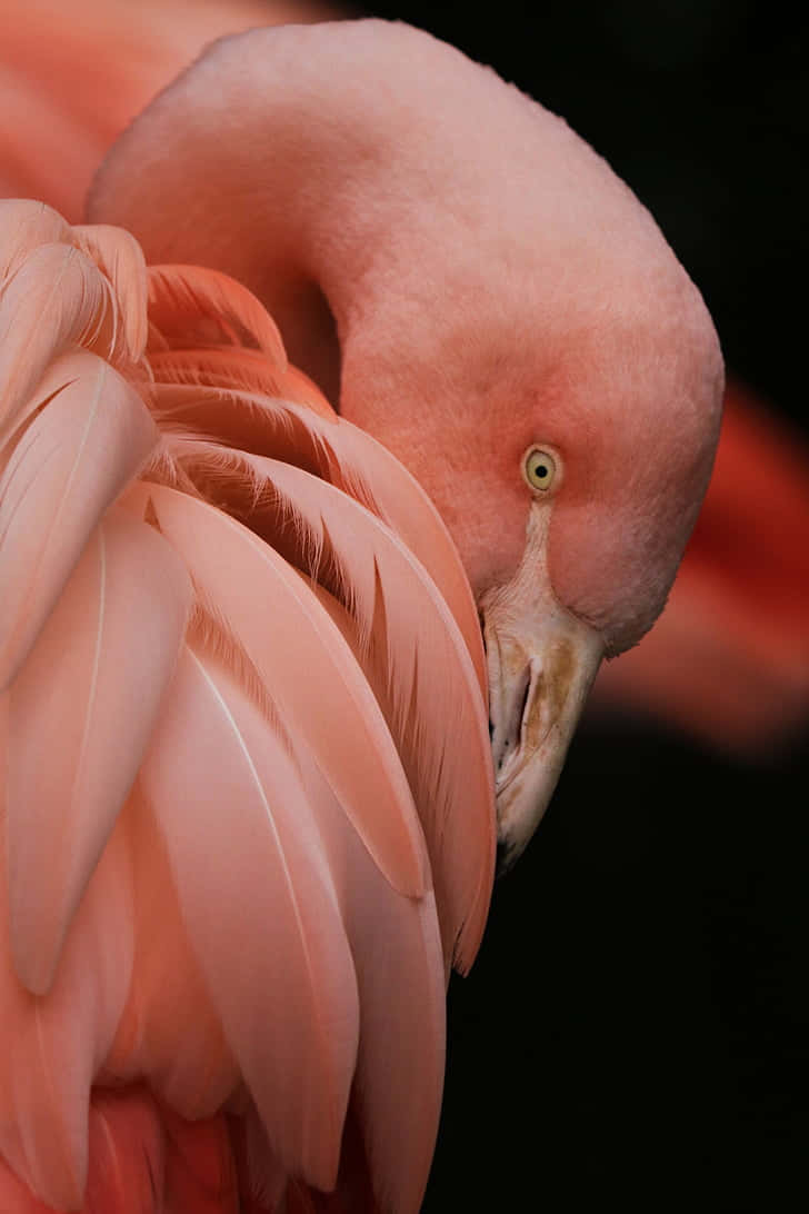Flamingo With A Phone Background