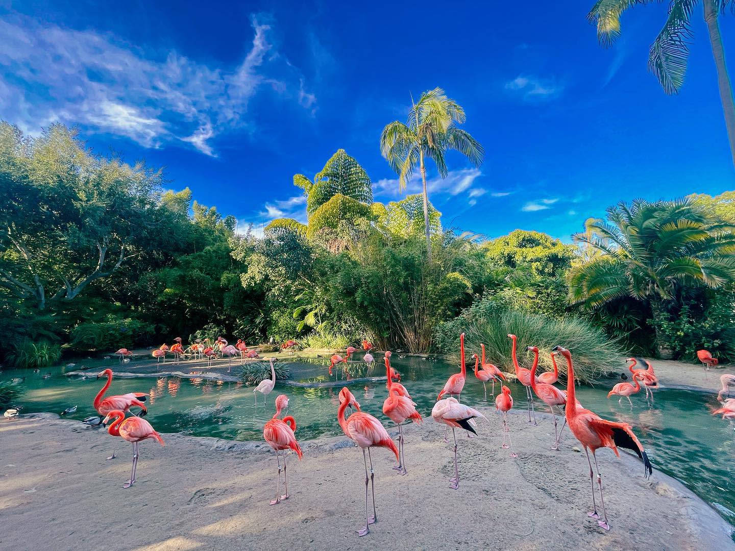 Flamingos At Balboa Park