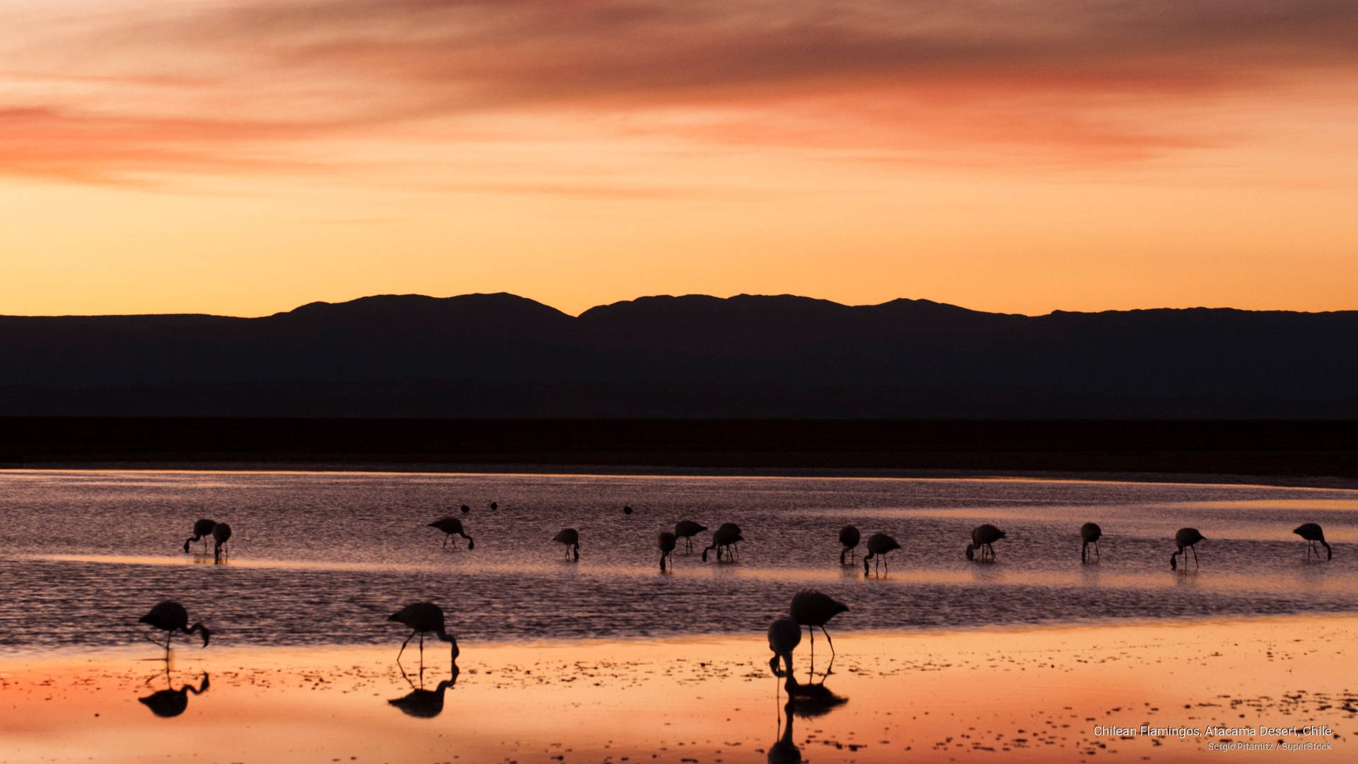 Flamingos In Atacama Desert, Chile Background