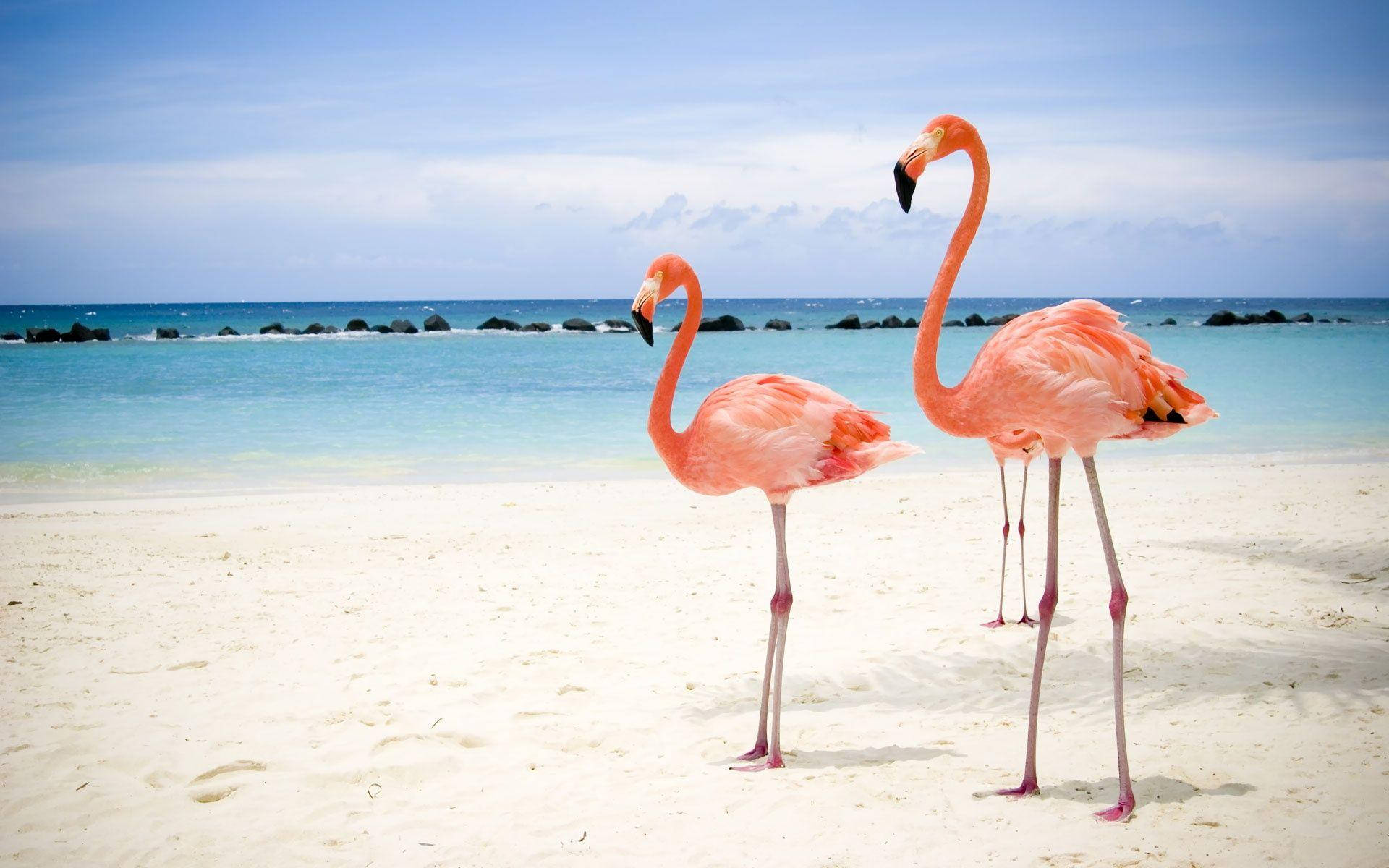 Flamingos In The Beach Background