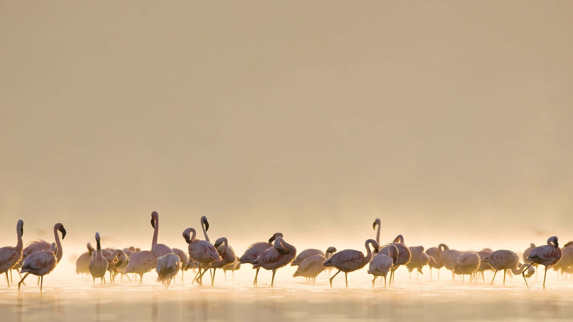 Flamingos In The Morning Fog Background