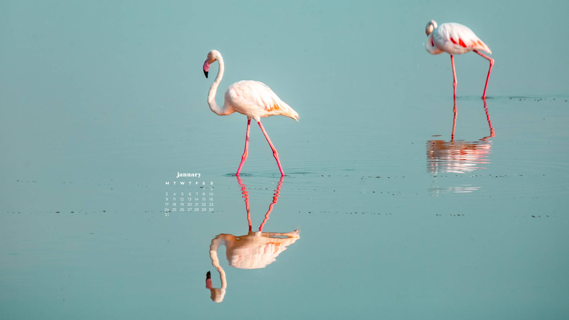 Flamingos Kick-off The New Year - January 2022 Calendar Background