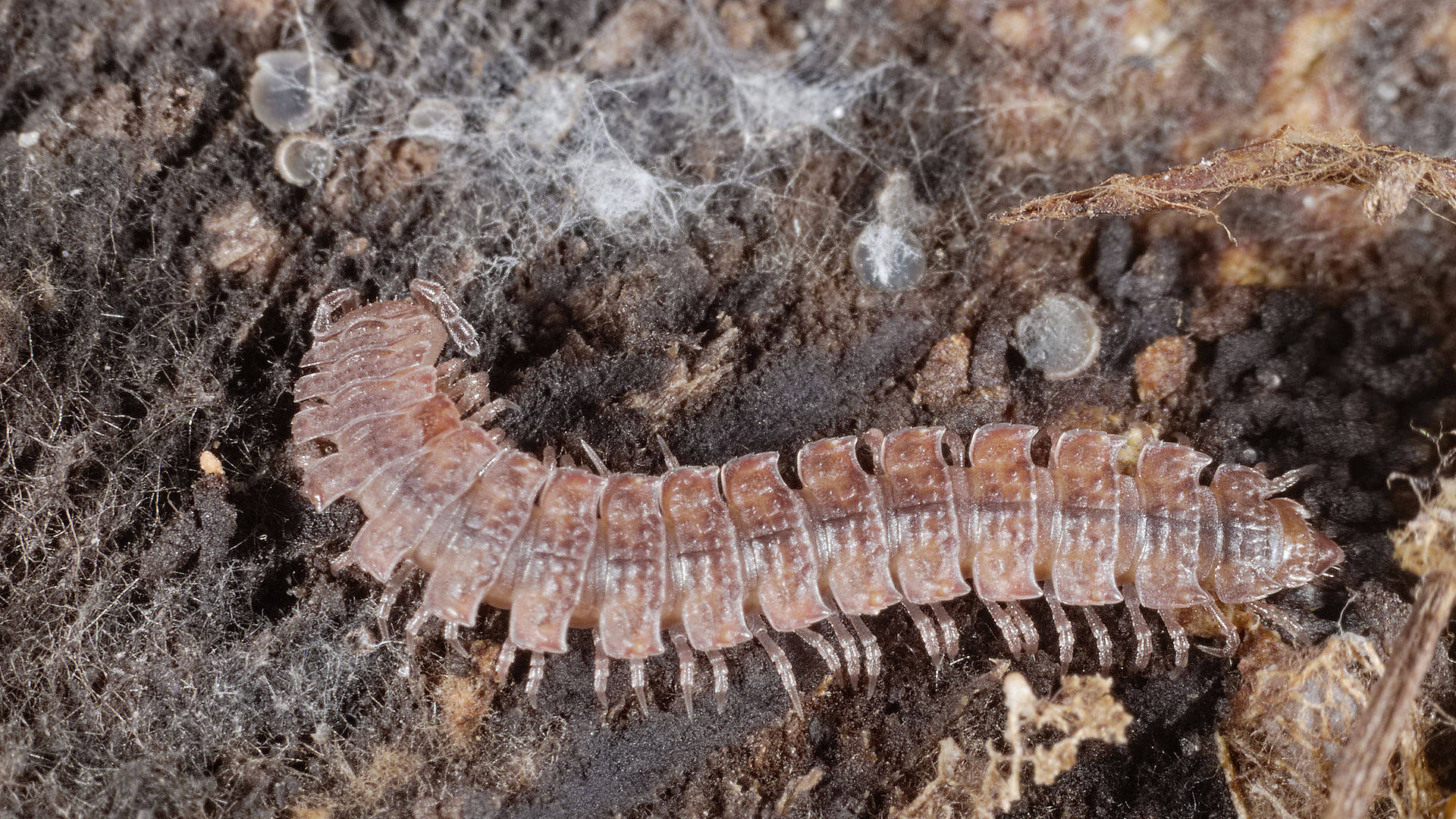 Flat-backed Millipede On Dirty Ground