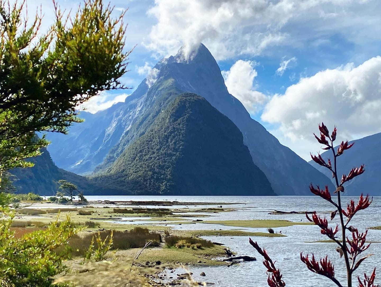 Flat Land =trees Plants Milford Sound
