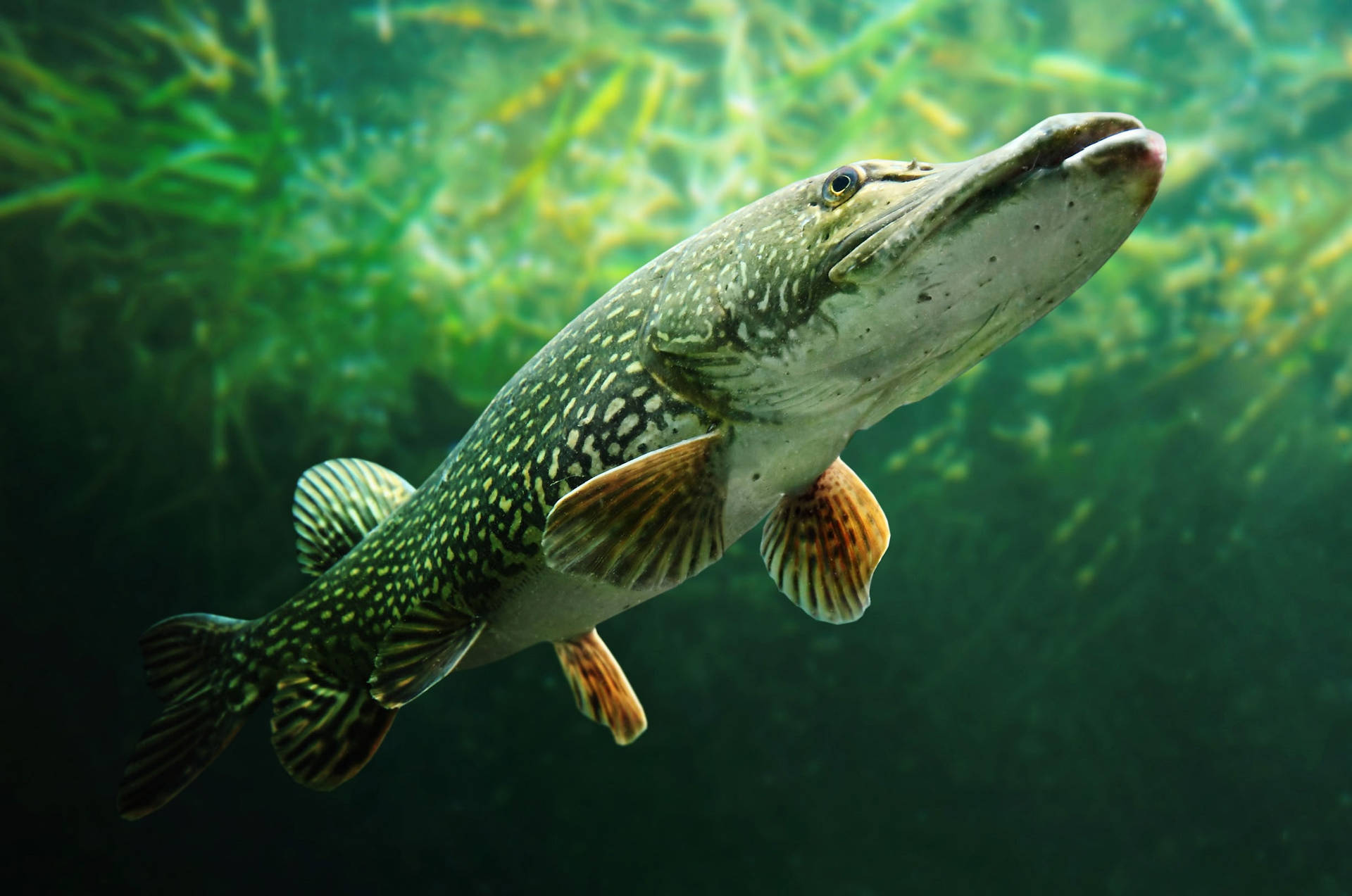 Flat Mouth Pike Fish Background