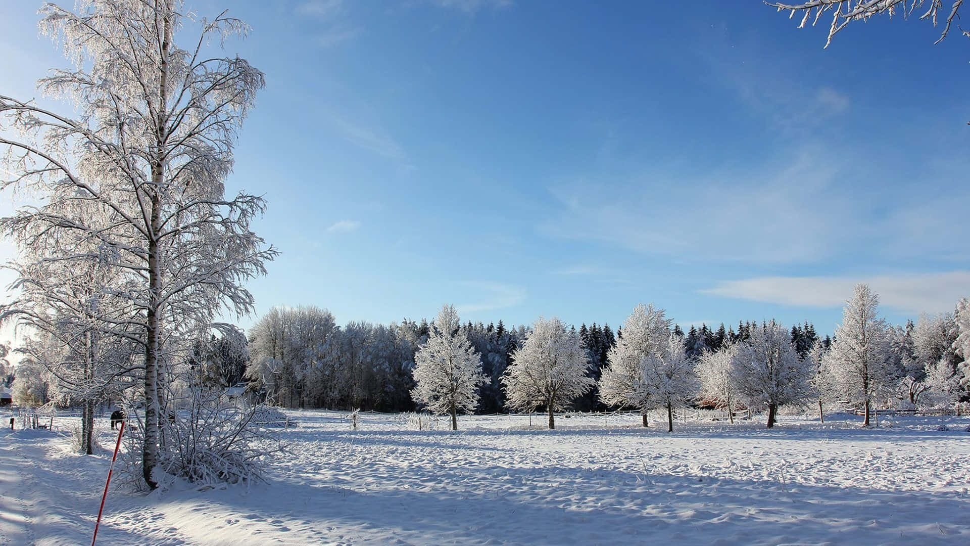 Flat Wooded Area With Clear Skies Snow 4k Background