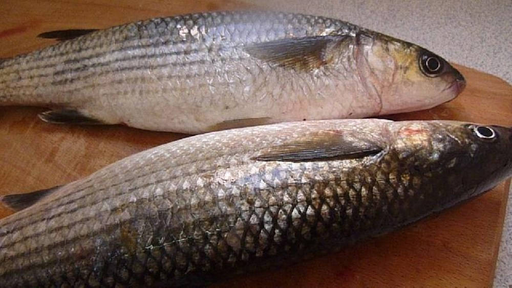 Flathead Gray Mullets Preparation