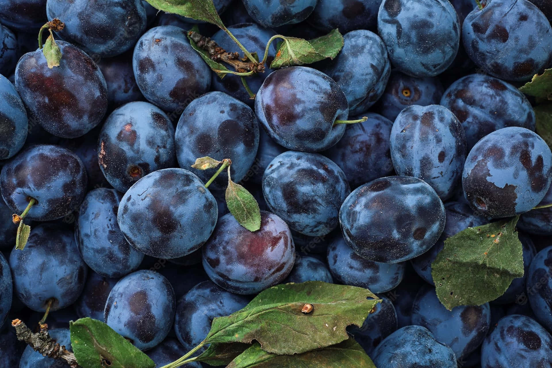 Flavorful Italian Prune Plums Background