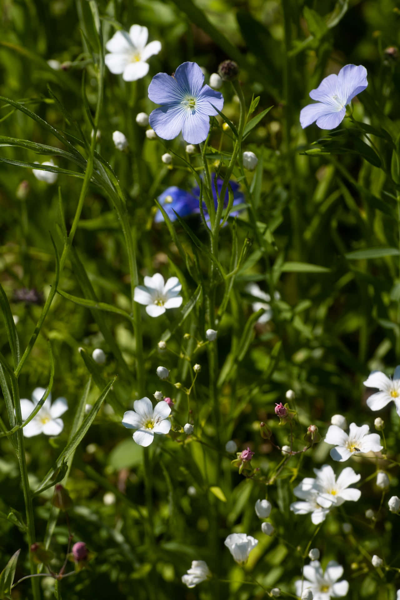 Flax Blue Flowers Phone Background