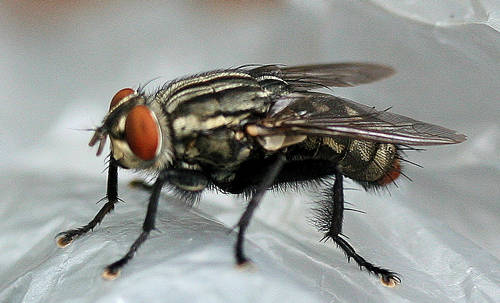 Flesh Fly Background