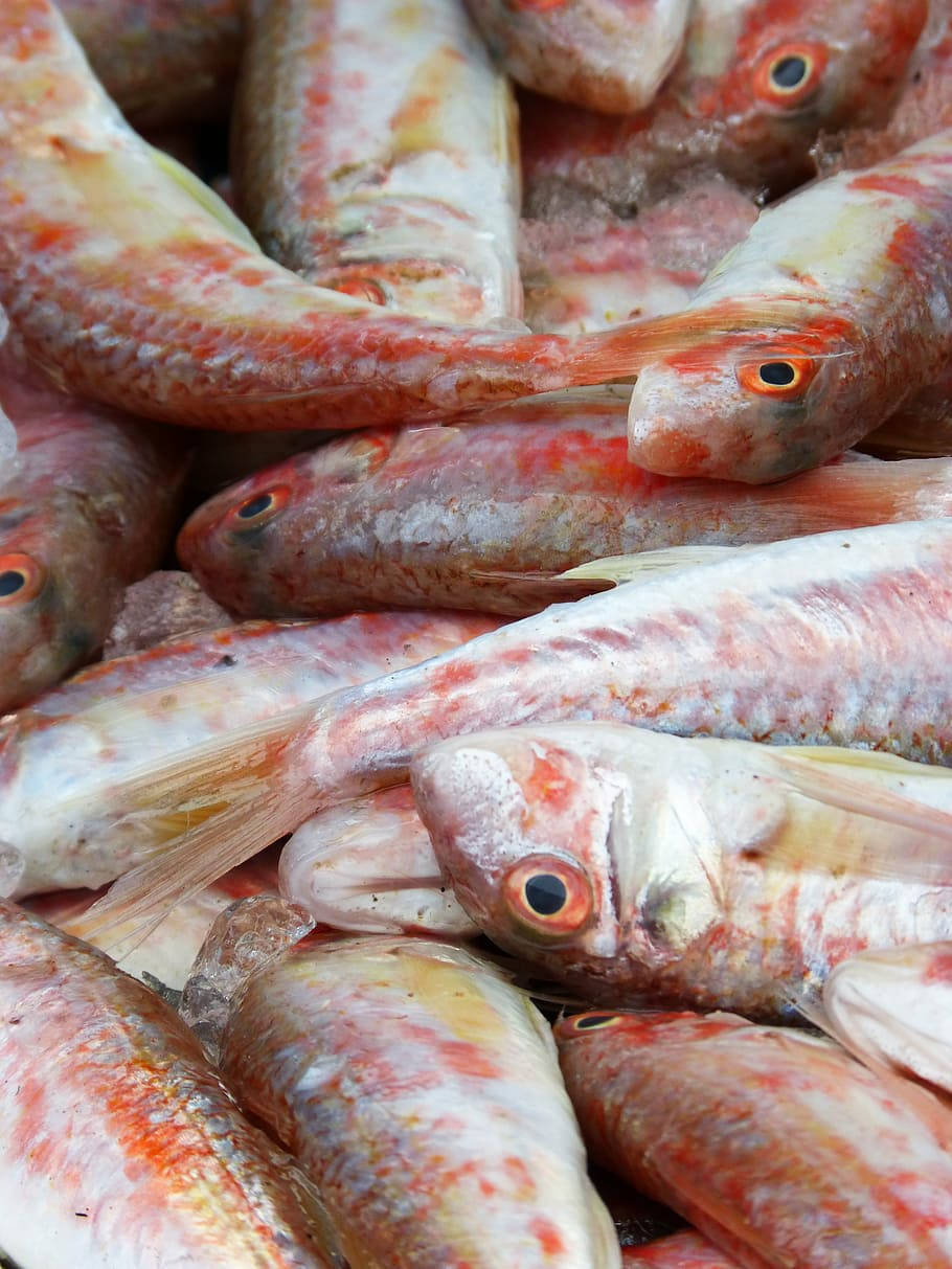 Float Of Red Mullets