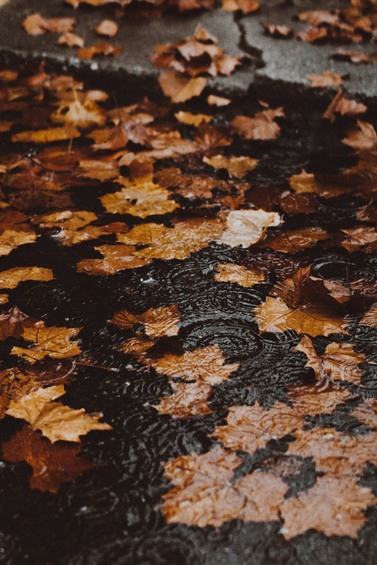 Floating Autumn Leaves Background