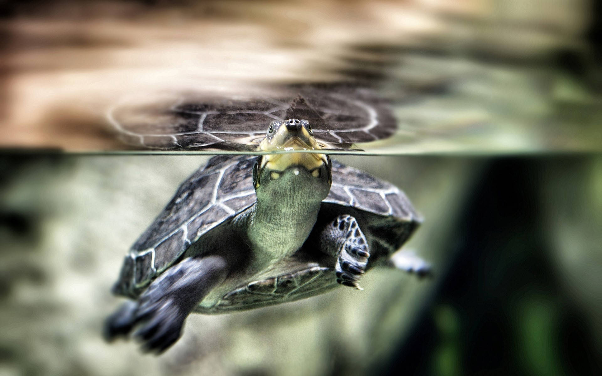 Floating Black Cute Turtle