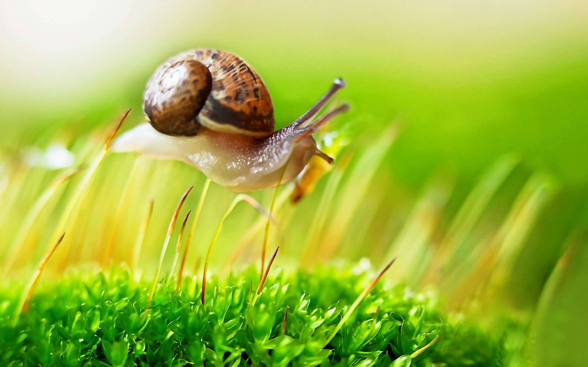 Floating Brown Snail Background