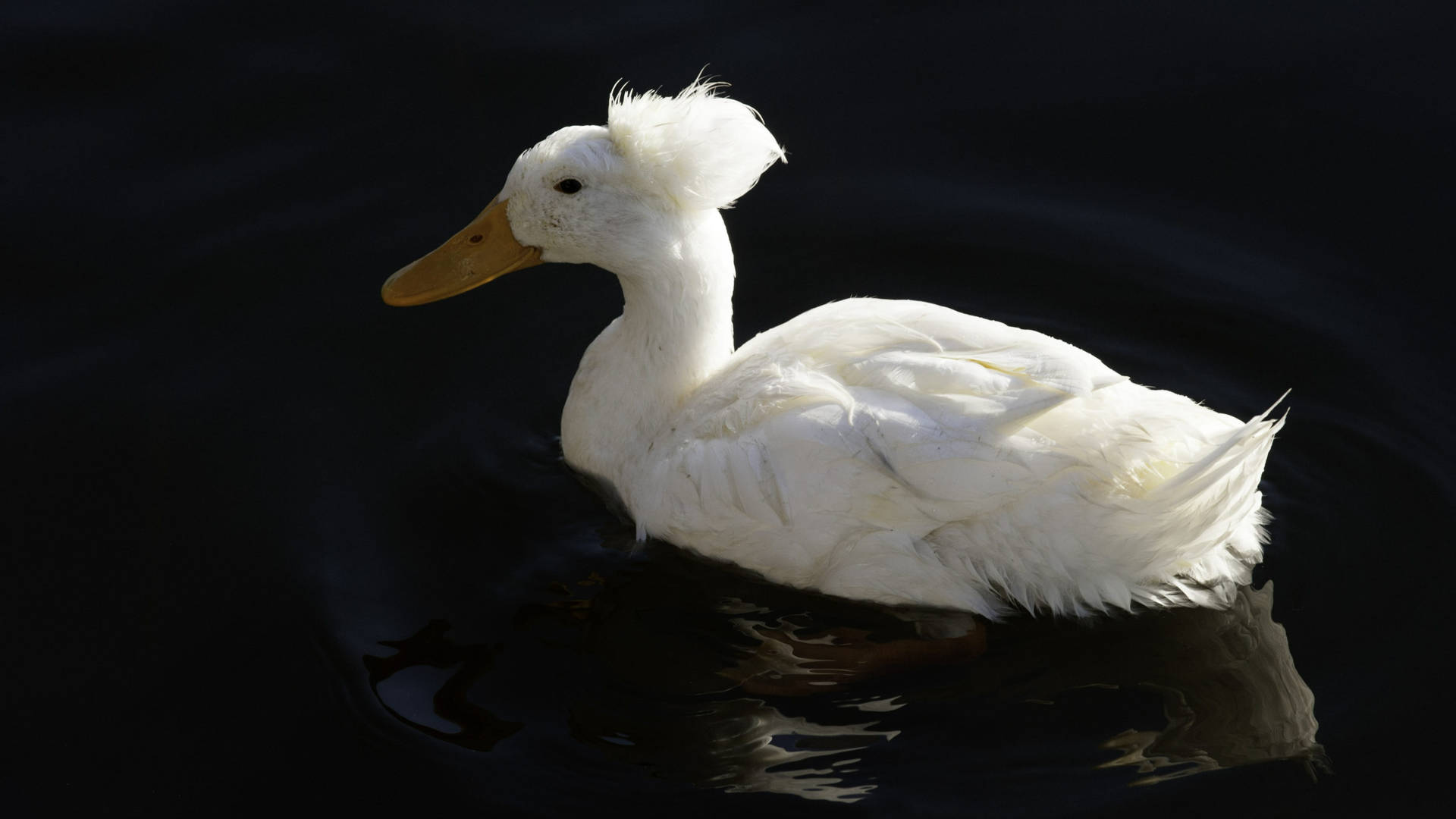 Floating Crested White Duck Background