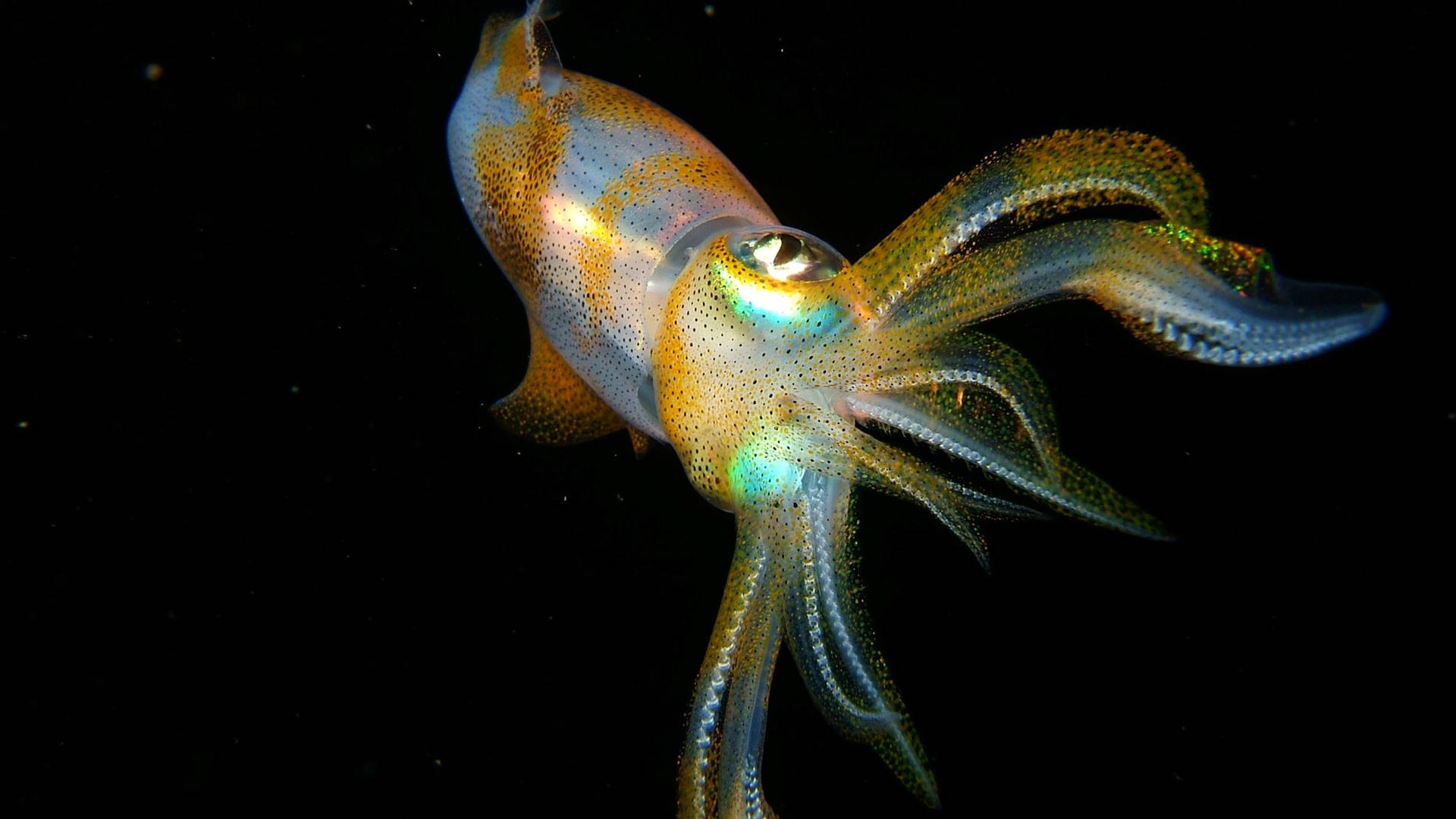 Floating Deepsea Calamari