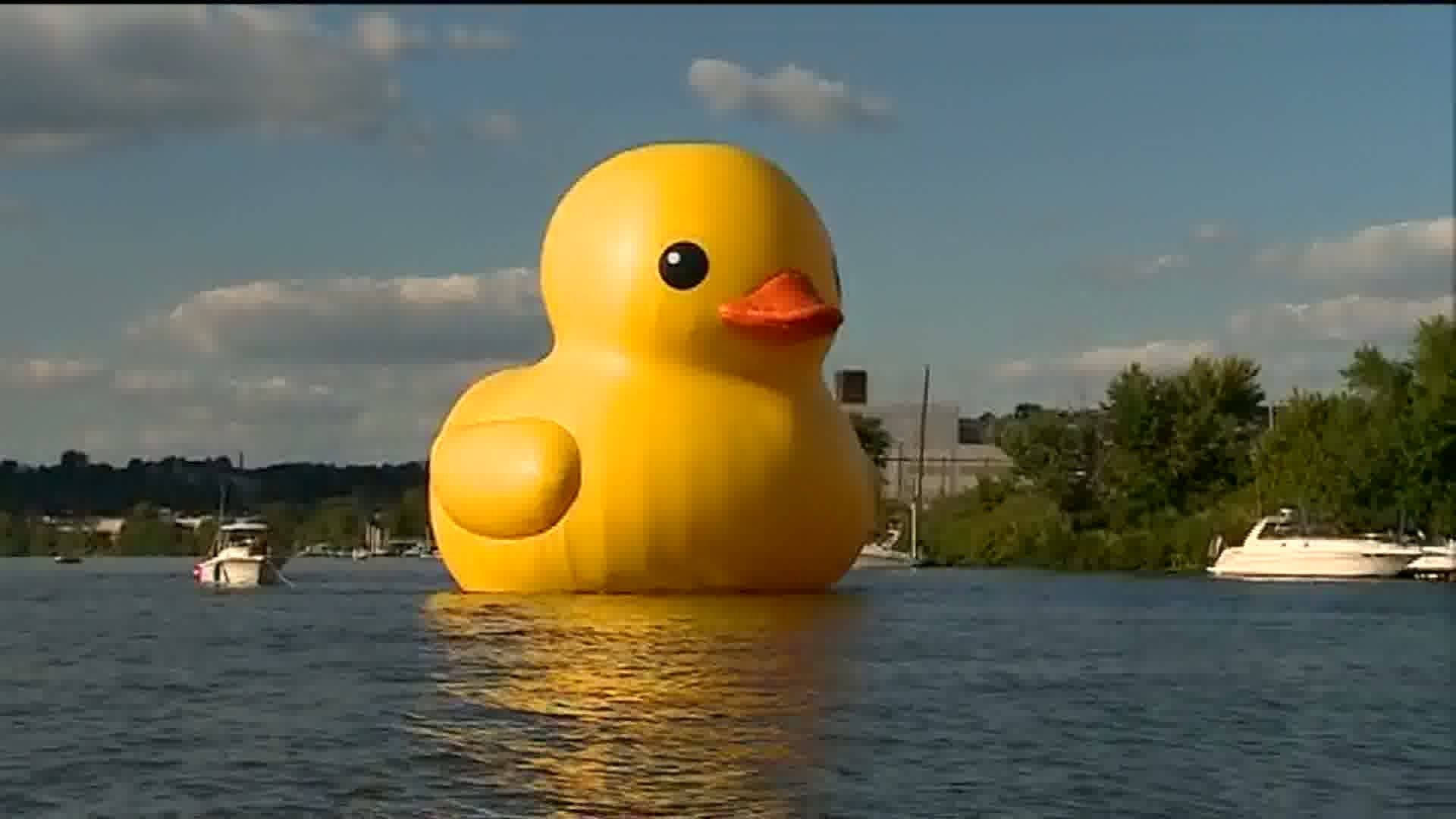 Floating Giant Rubber Duck Background