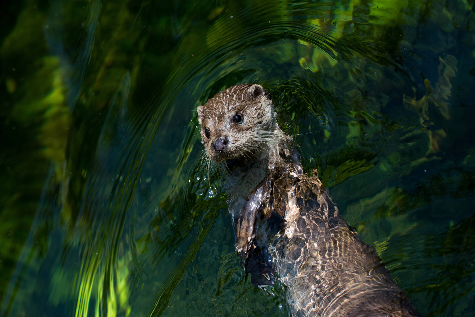 Floating Otter Background