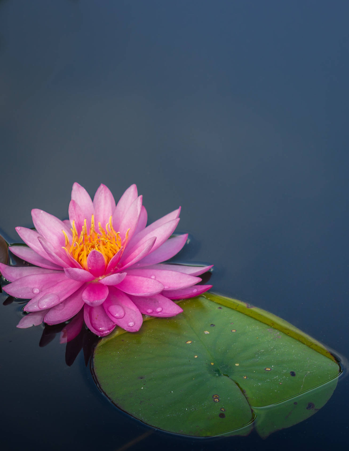 Floating Sacred Lotus Flower Background