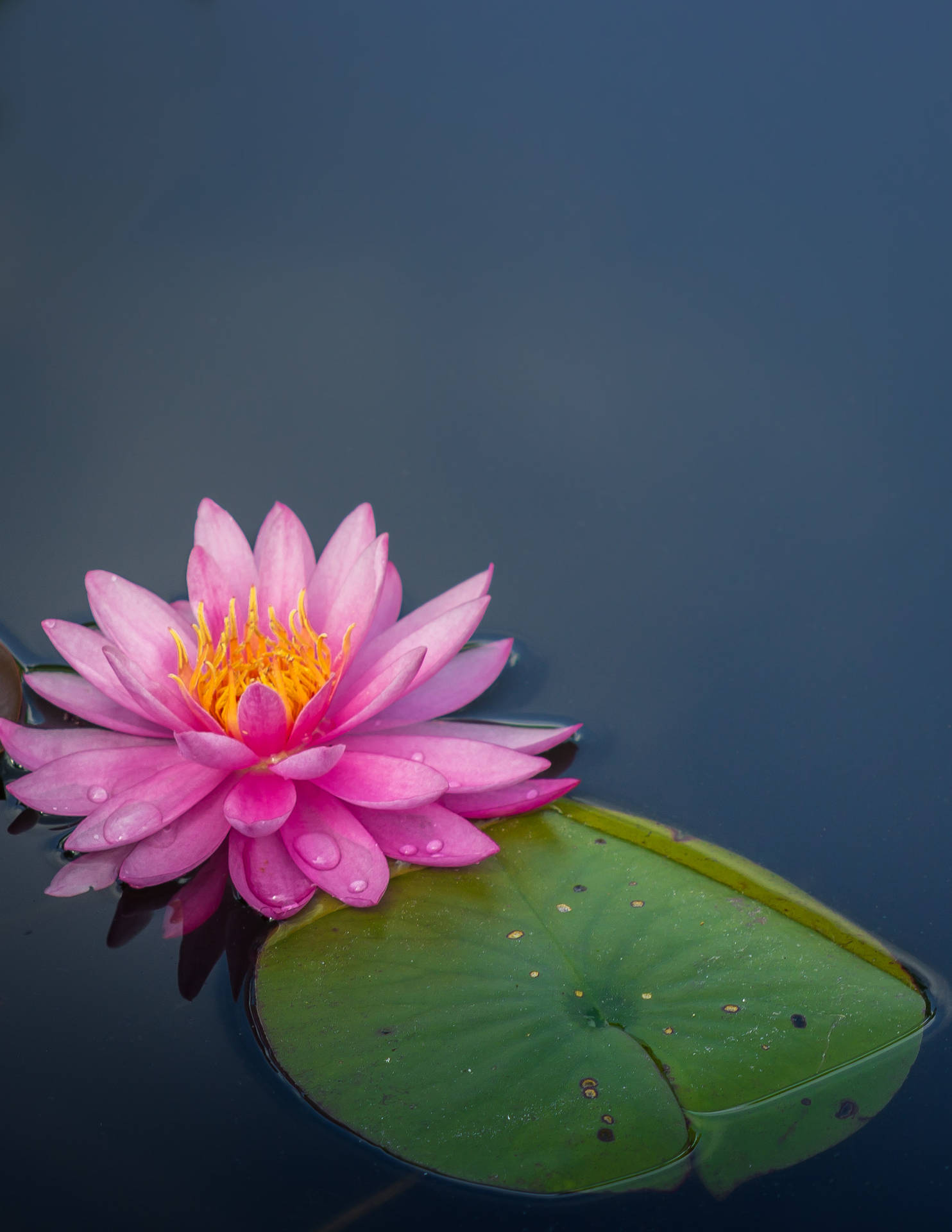 Floating Sacred Lotus Flower