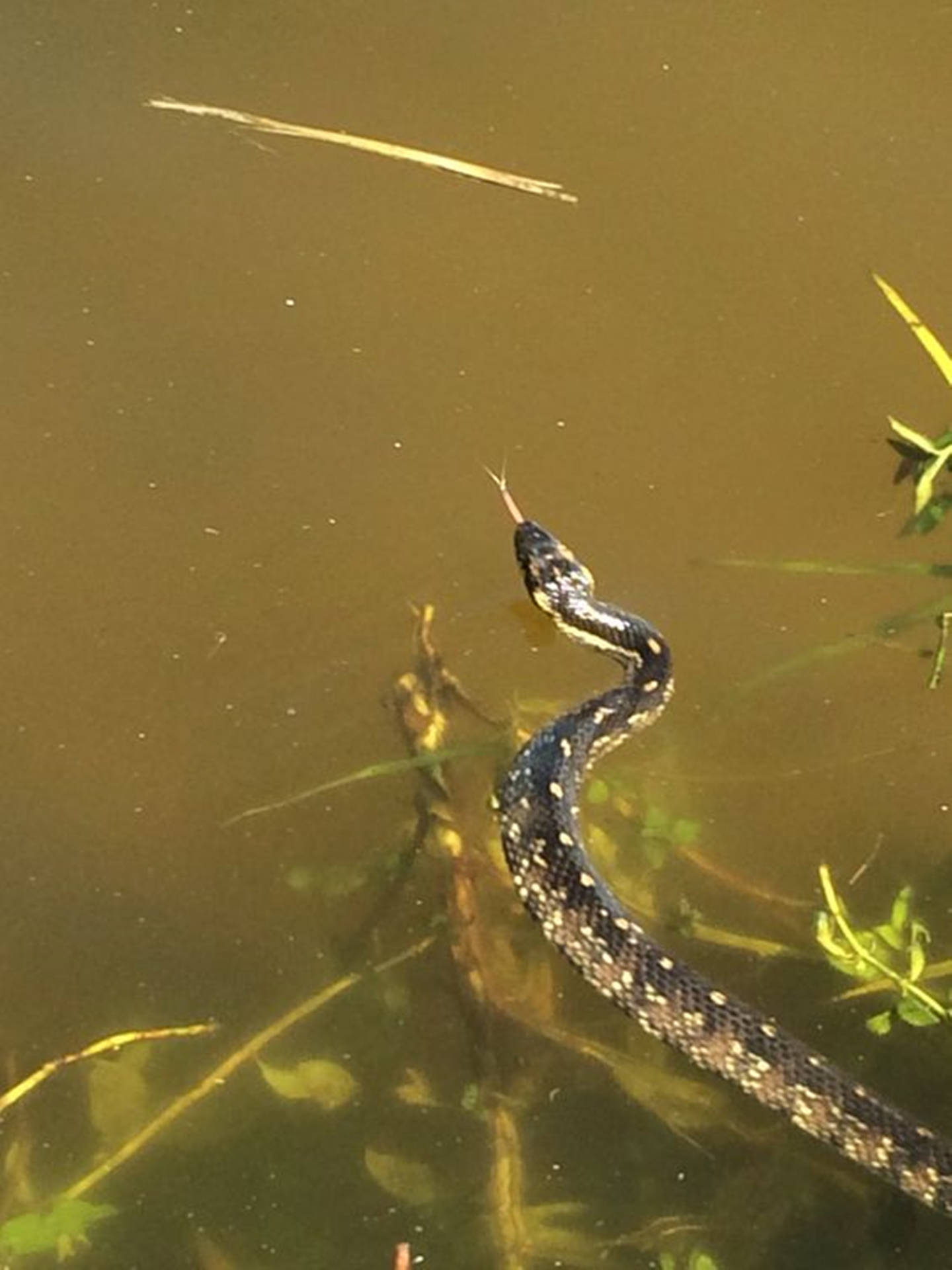 Floating Water Moccasin In Forest River