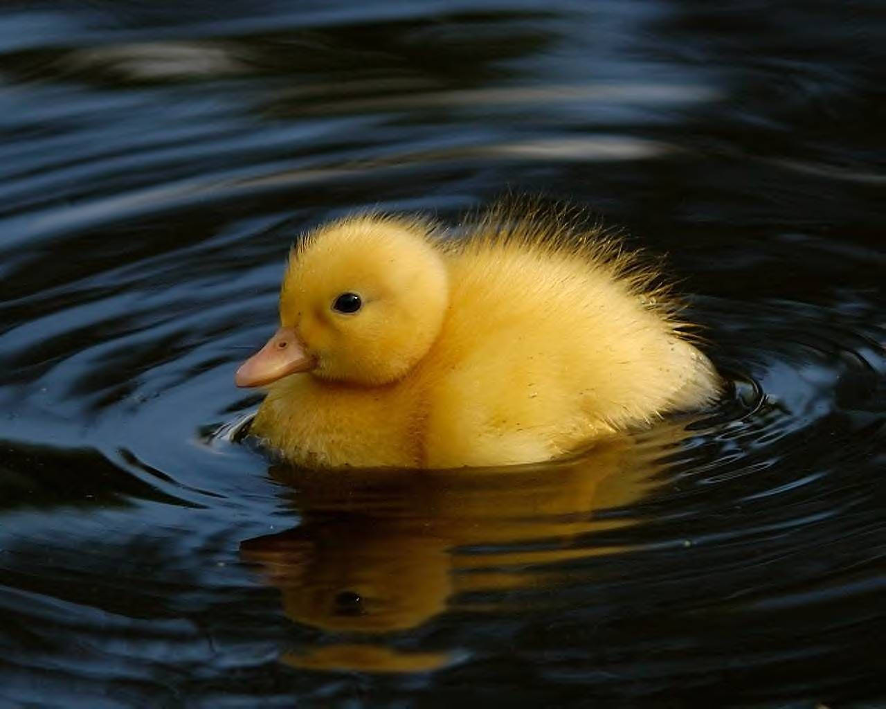 Floating Yellow Duck Background