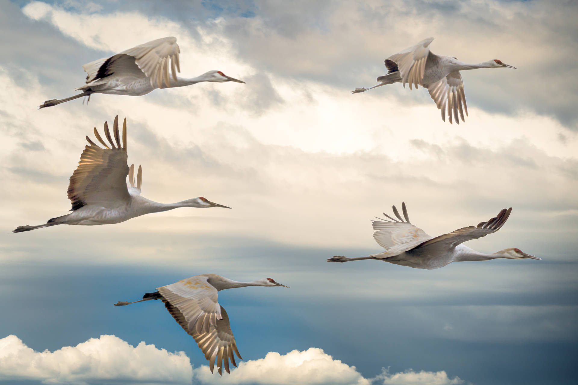 Flock Of Beautiful Birds Background