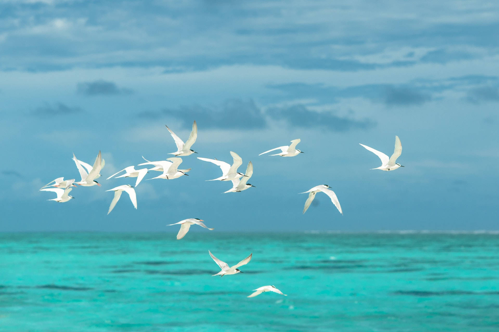 Flock Of Birds Flying Over The Blue-green Ocean Background