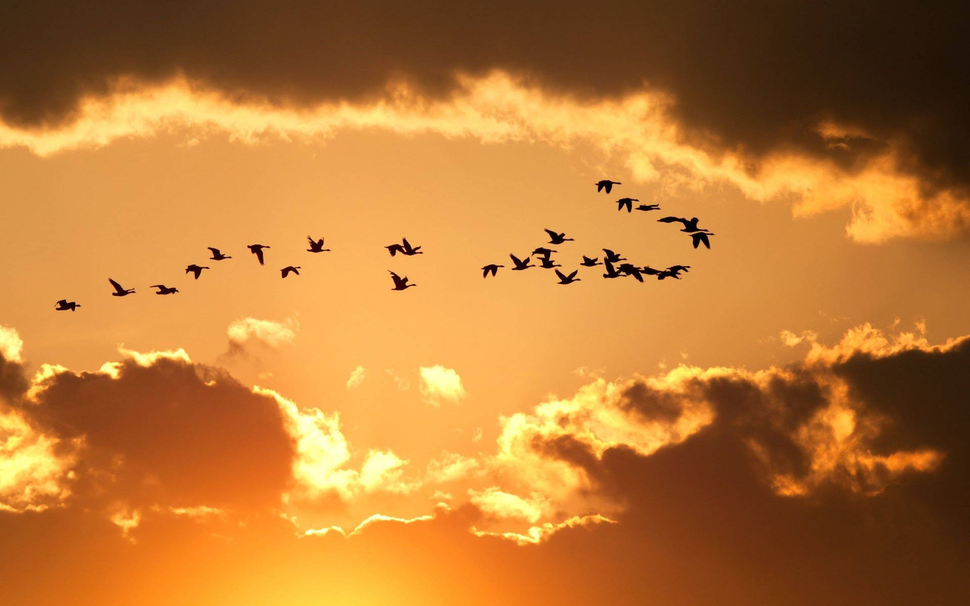 Flock Of Birds Flying Over The Orangish Sky Background