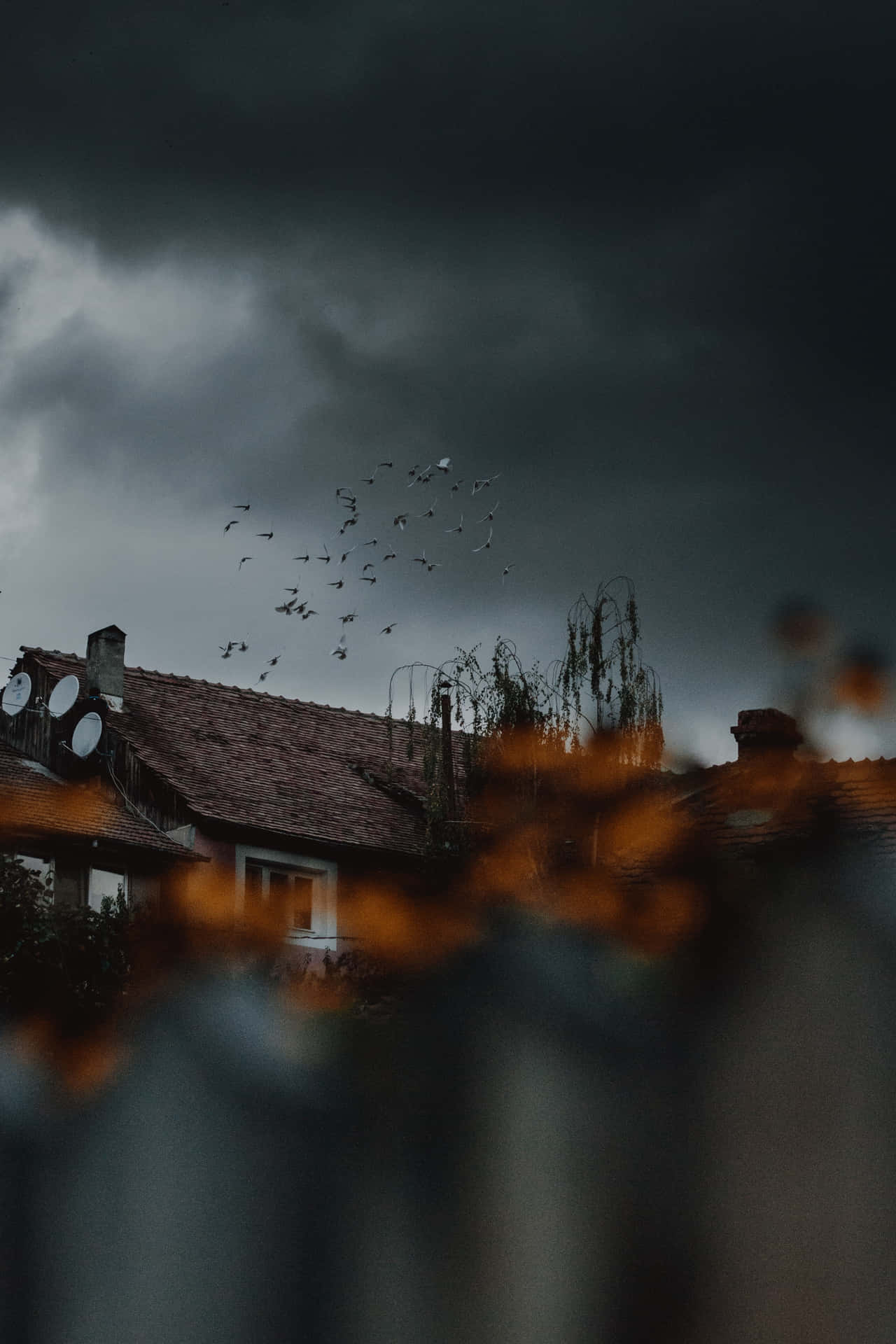 Flock Of Birds In A Moody Weather