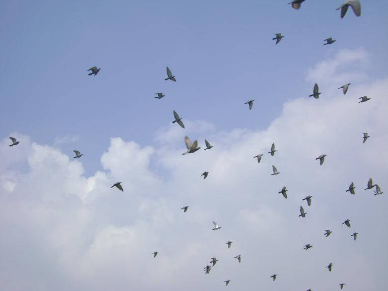 Flock Of Birds In Nature And Sky Background