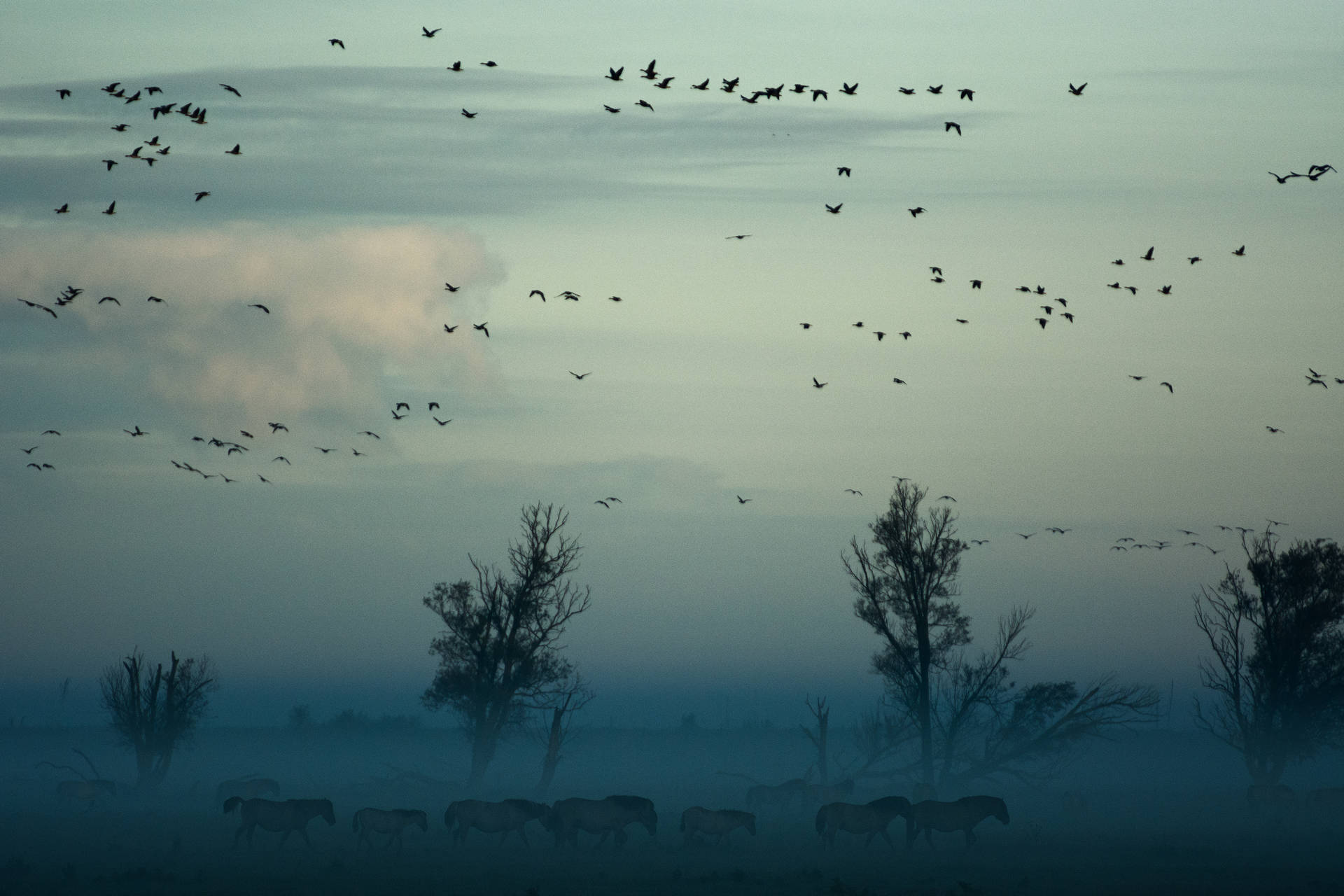 Flock Of Birds In Nature Landscape