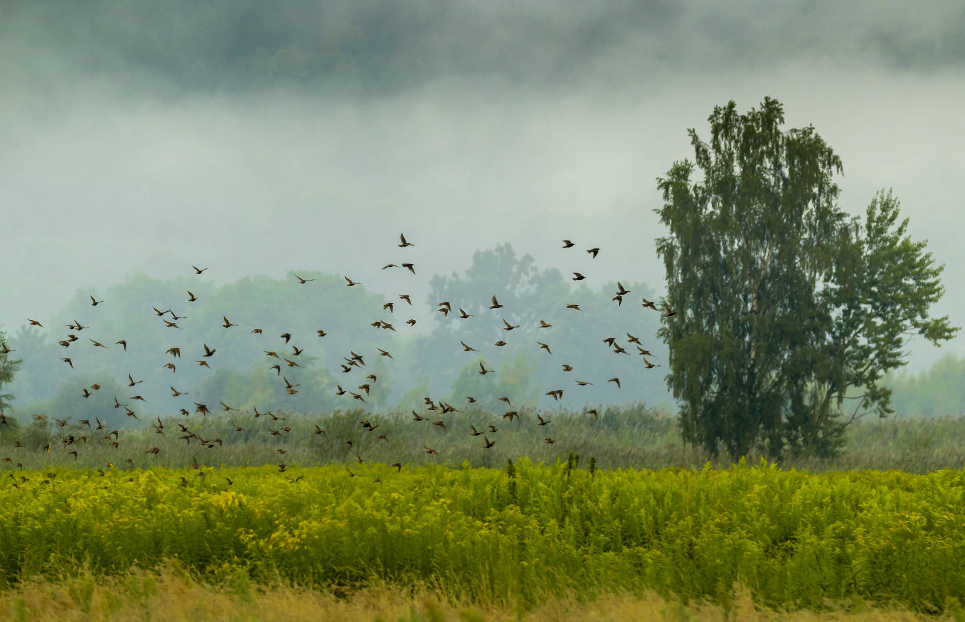Flock Of Birds In Nature Background