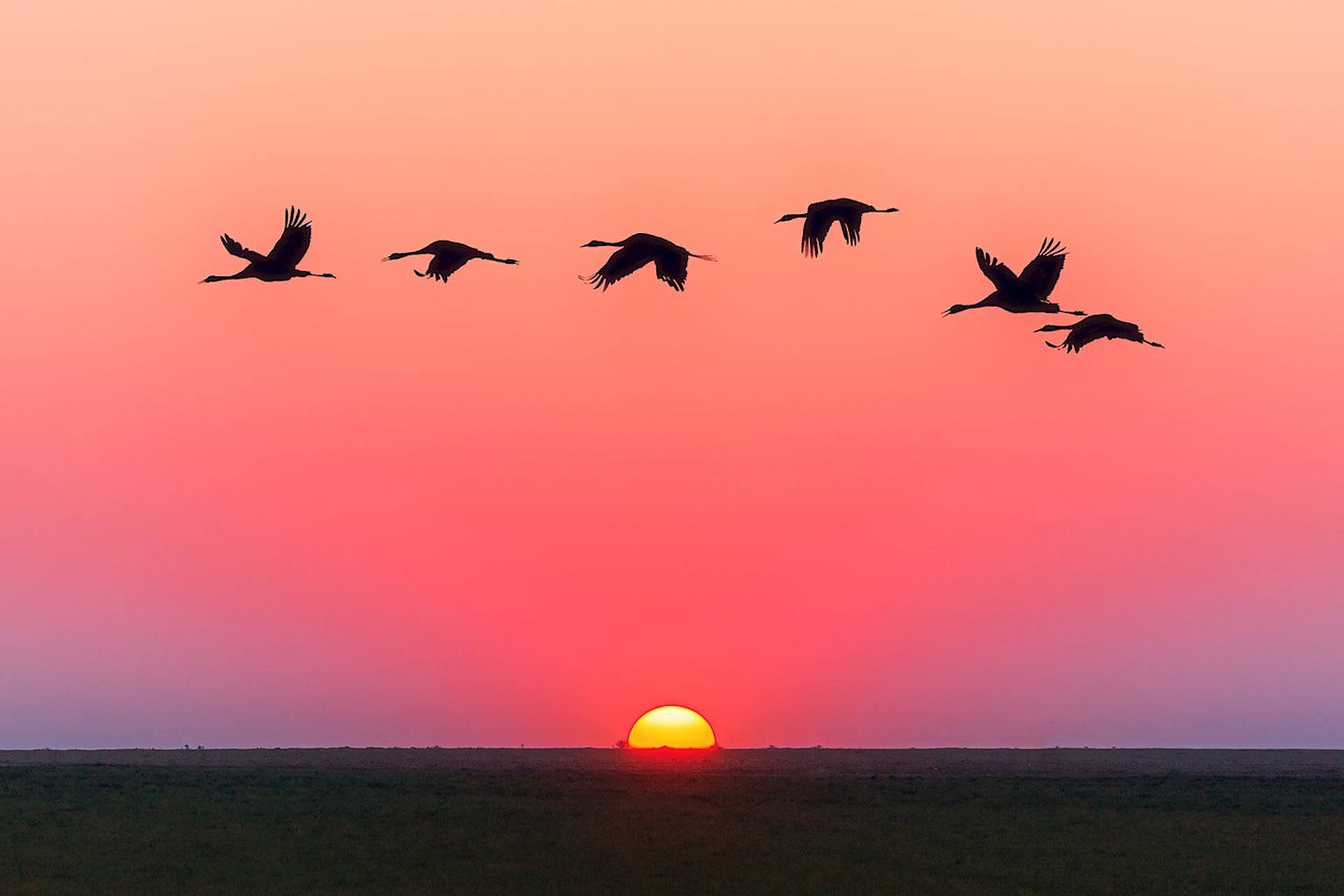 Flock Of Birds In Sky Sunset Background