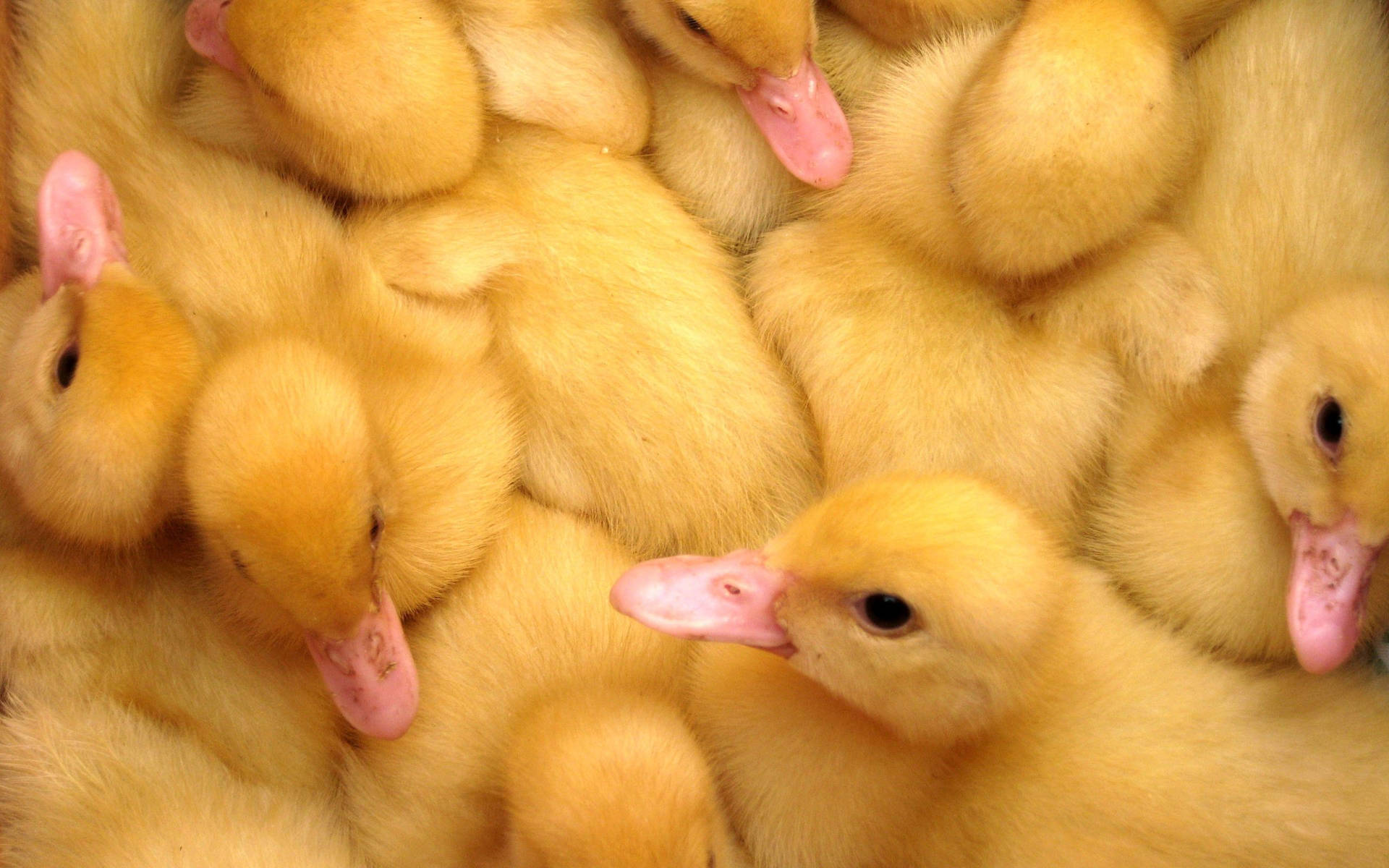 Flock Of Ducks Background