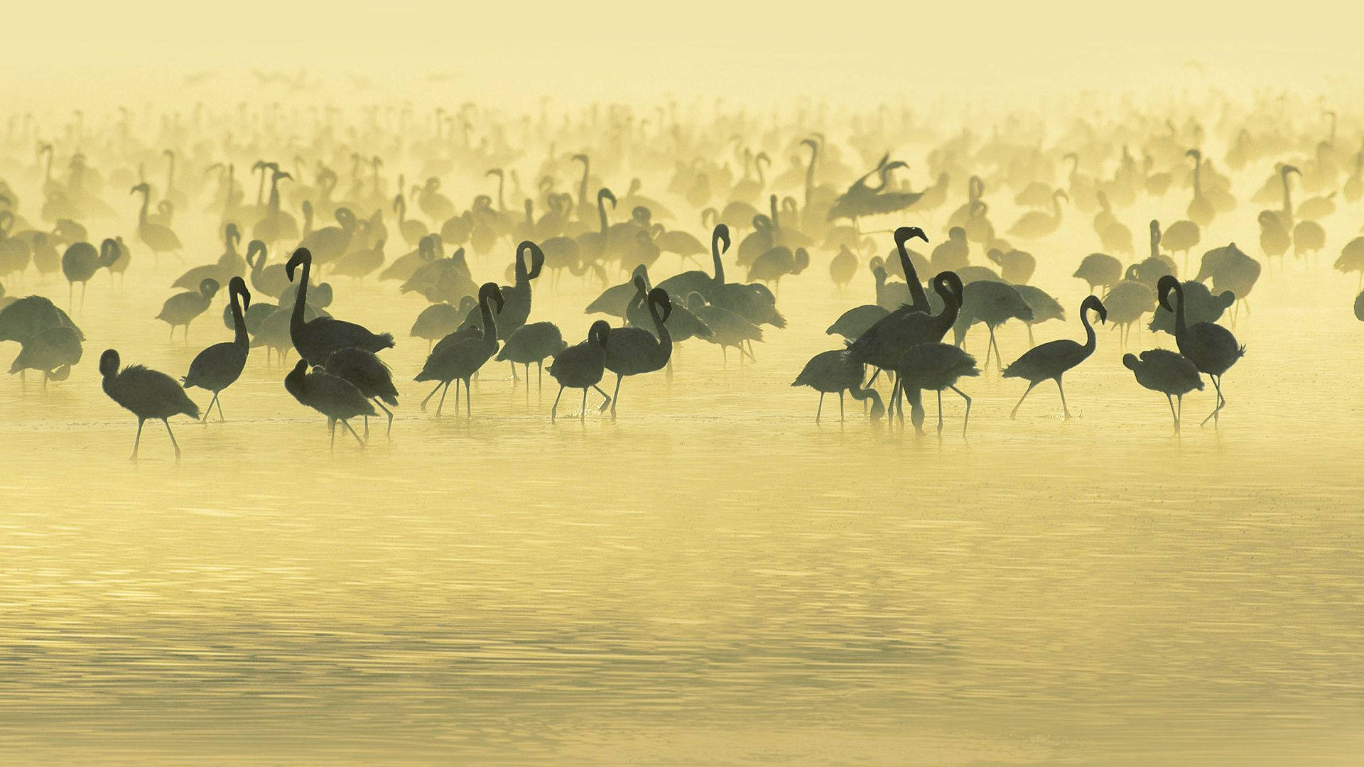 Flock Of Flamingo Silhouette In Lake Background