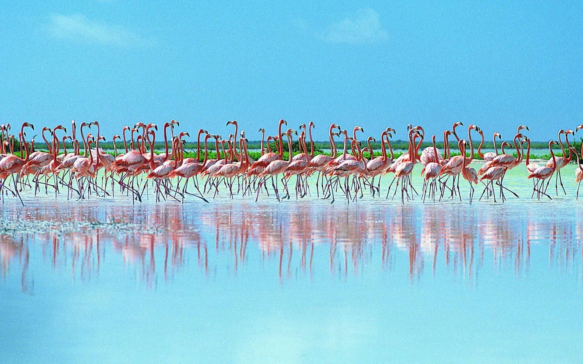 Flock Of Flamingos In Shallow Waters Background