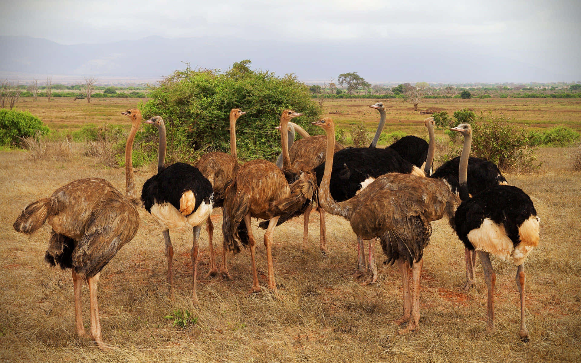 Flock_of_ Ostriches_in_ Savannah_ Landscape.jpg Background