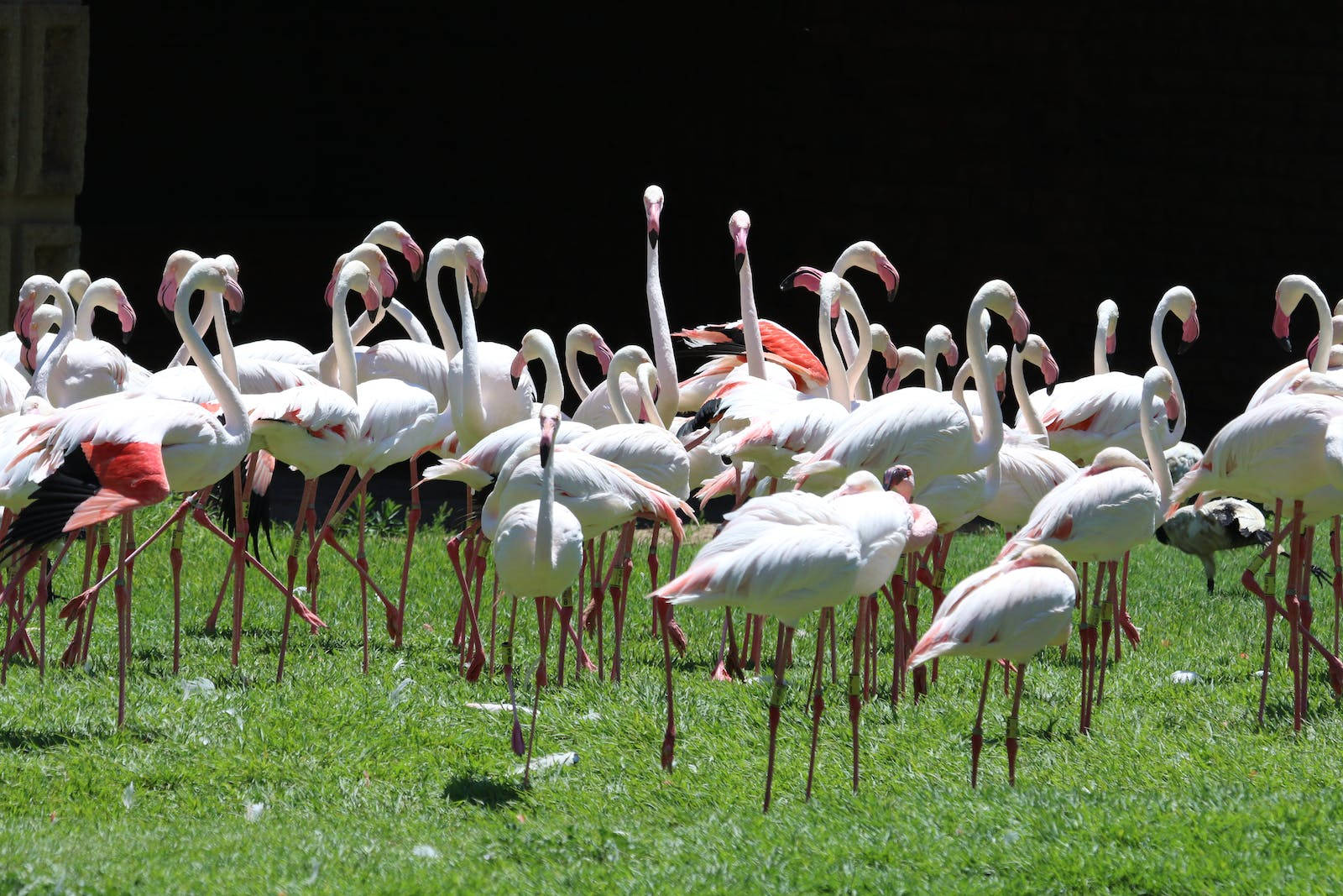 Flock Of Pink Flamingos Beautiful Birds Background